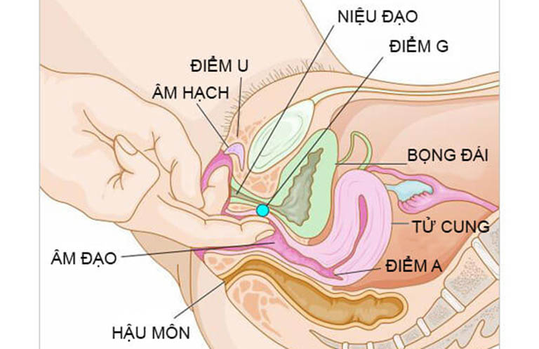 Điểm G của phụ nữ là gì