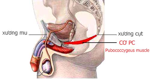 Vị trí cơ PC nằm ở đâu