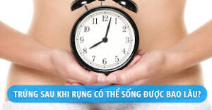 Trứng rụng sống được bao lâu?