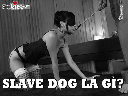 Slave dog là gì?