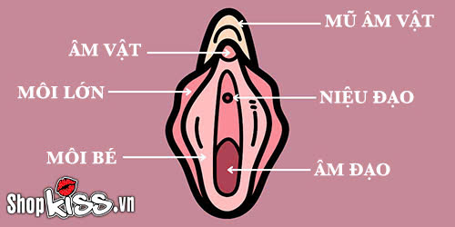Môi bé là gì? Cấu tạo, chức năng và cách chăm sóc môi bé 2 Môi bé là gì trong cơ quan sinh dục?