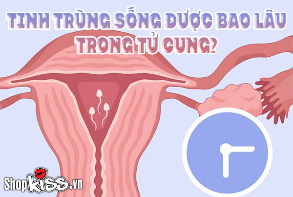 Tinh trùng sống được bao lâu trong tử cung?