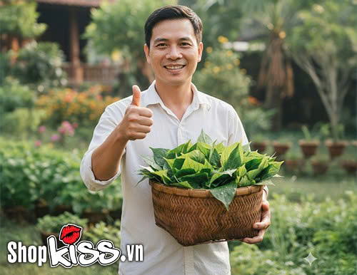 Chữa yếu sinh lý bằng lá lốt - Cách làm đơn giản mà hiệu quả 3 Chữa yếu sinh lý bằng lá lốt như thế nào?