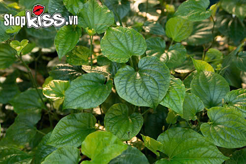 Chữa yếu sinh lý bằng lá lốt - Cách làm đơn giản mà hiệu quả 2 Chữa yếu sinh lý bằng lá lốt hiệu quả tại nhà