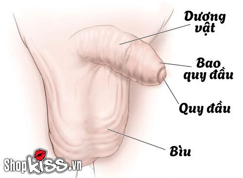 Chưa lột bao quy đầu có quan hệ được không? Bác sĩ giải đáp 2 Nam giới chưa lột bao quy đầu có quan hệ được không?