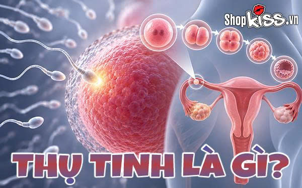 Thụ tinh là gì? Khám phá hành trình tạo nên mầm sống kỳ diệu 12 Thụ tinh là gì?